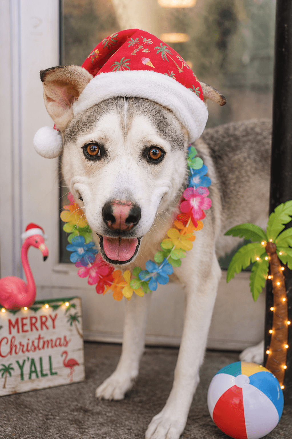 Barnicles (A1285335), 5yo
