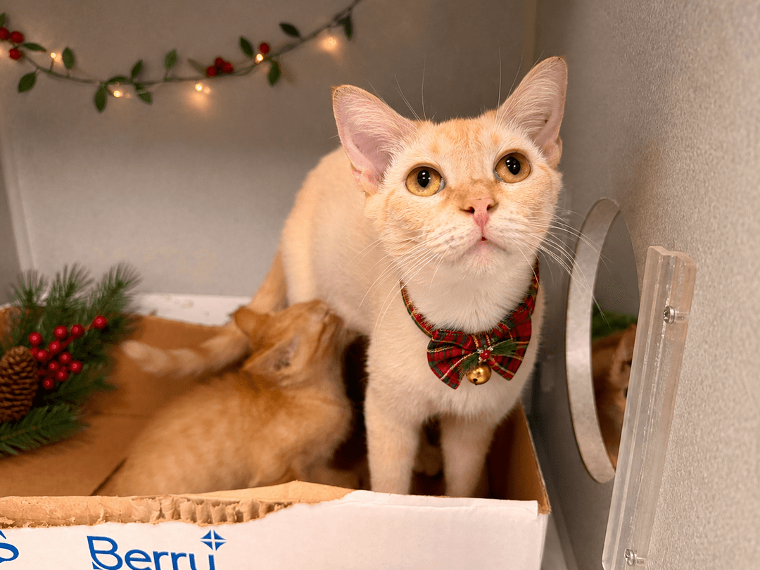 Clementine (A1288358), 2yo