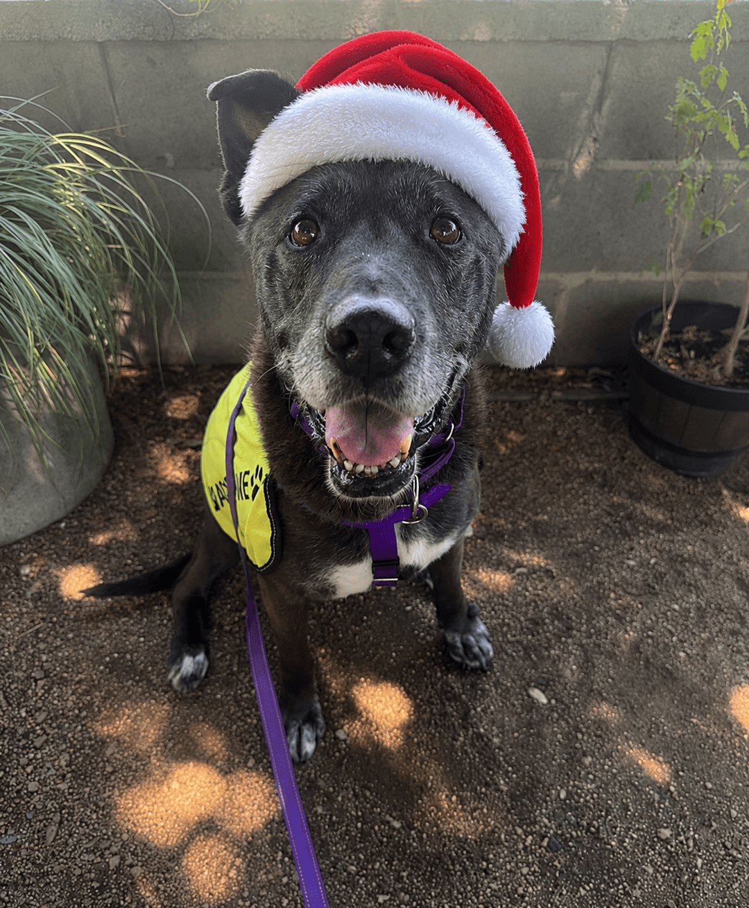 Janet (A0827568), 12yo